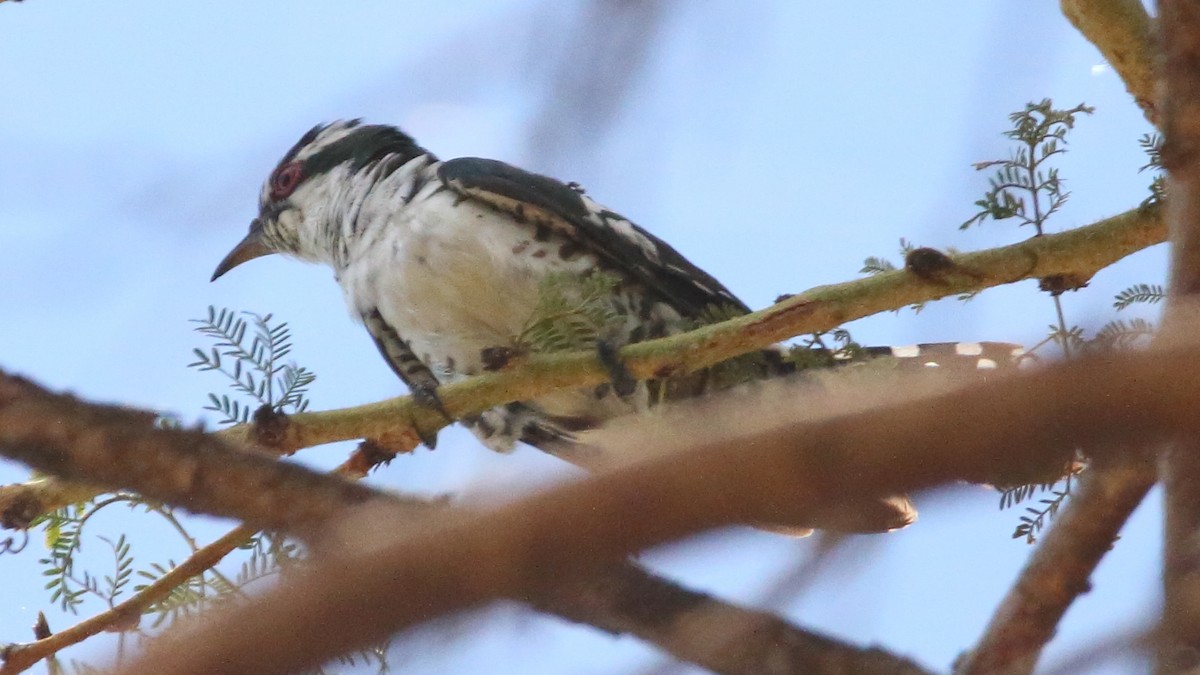 Dideric Cuckoo - ML617377678