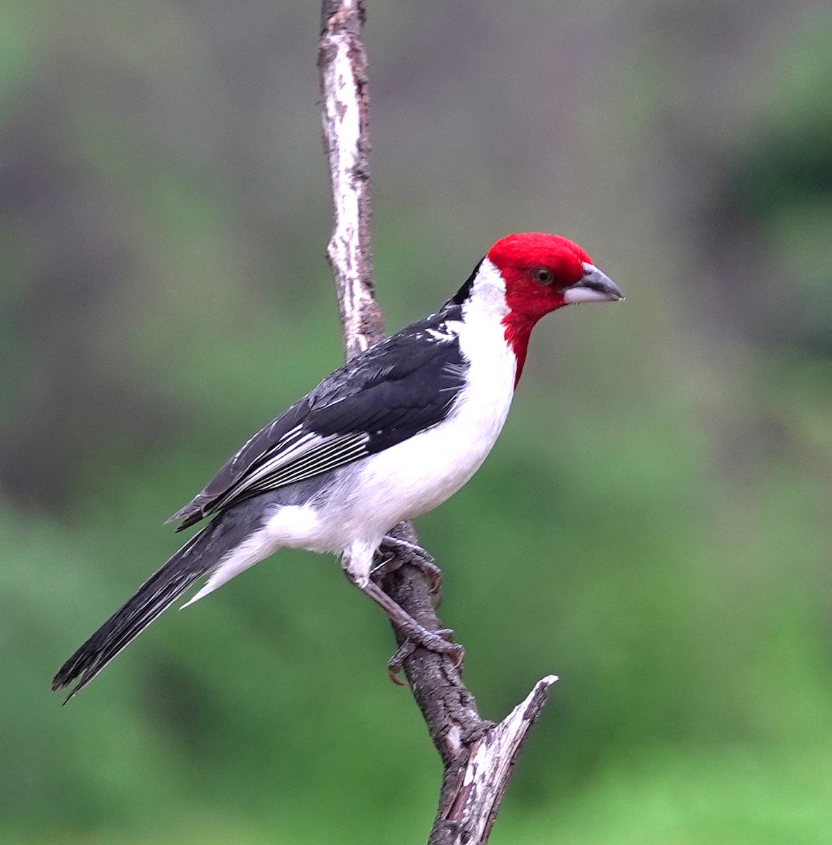 Red-cowled Cardinal - ML617377691