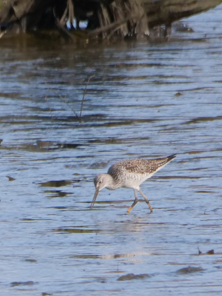 Greater Yellowlegs - ML617377702