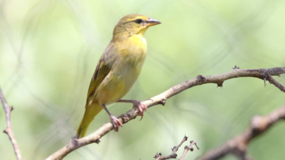 Taveta Golden-Weaver - ML617377705