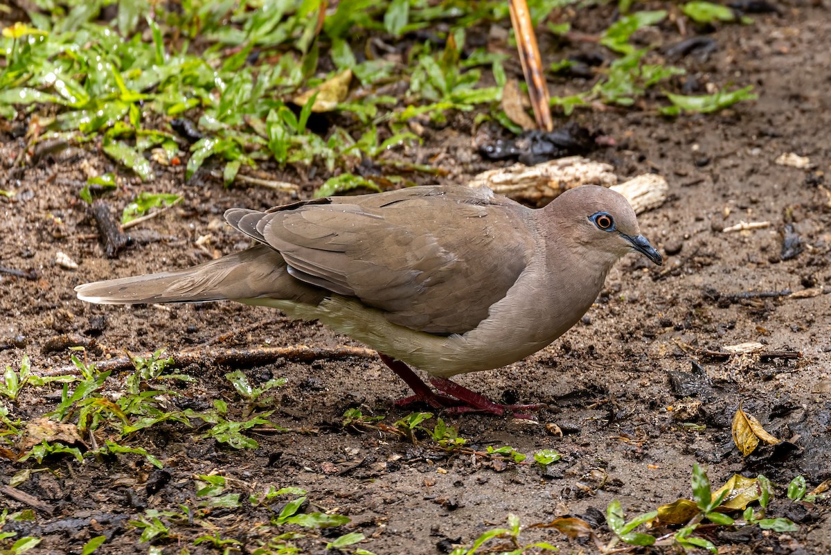 White-tipped Dove - ML617377737