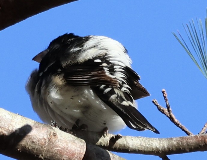 Rose-breasted Grosbeak - ML617377741