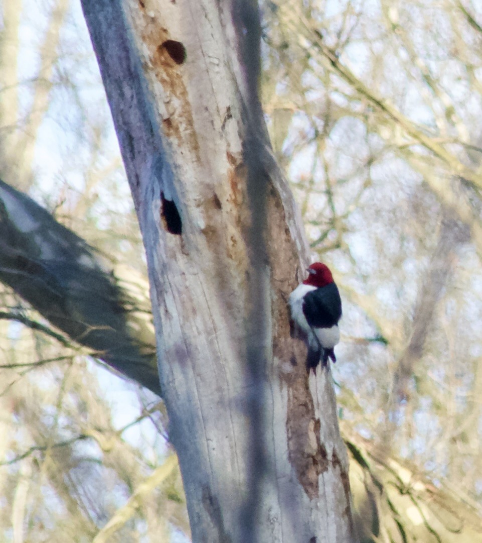 Red-headed Woodpecker - ML617377766