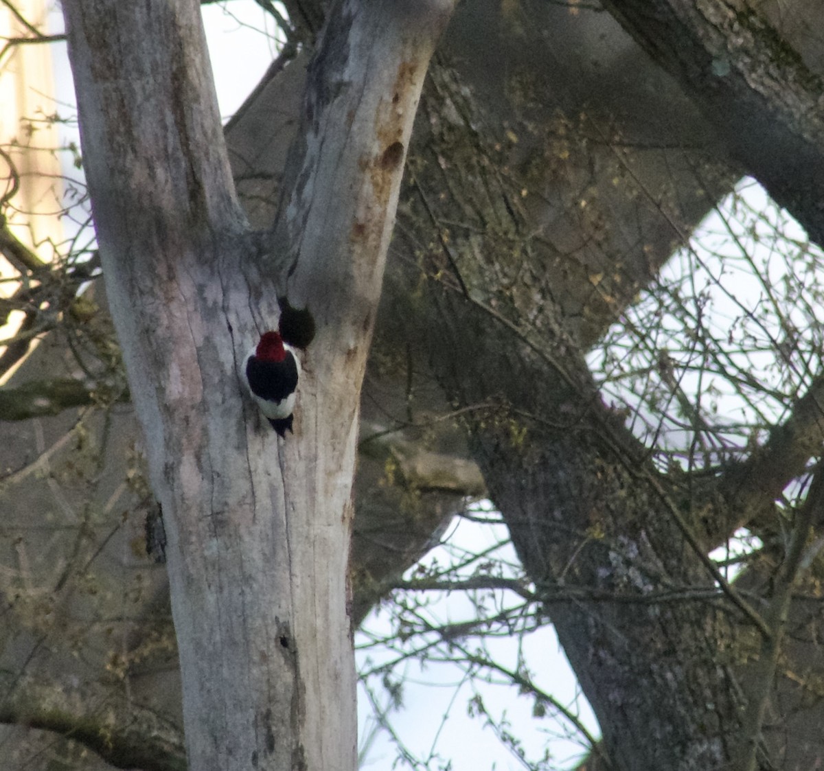 Red-headed Woodpecker - ML617377770