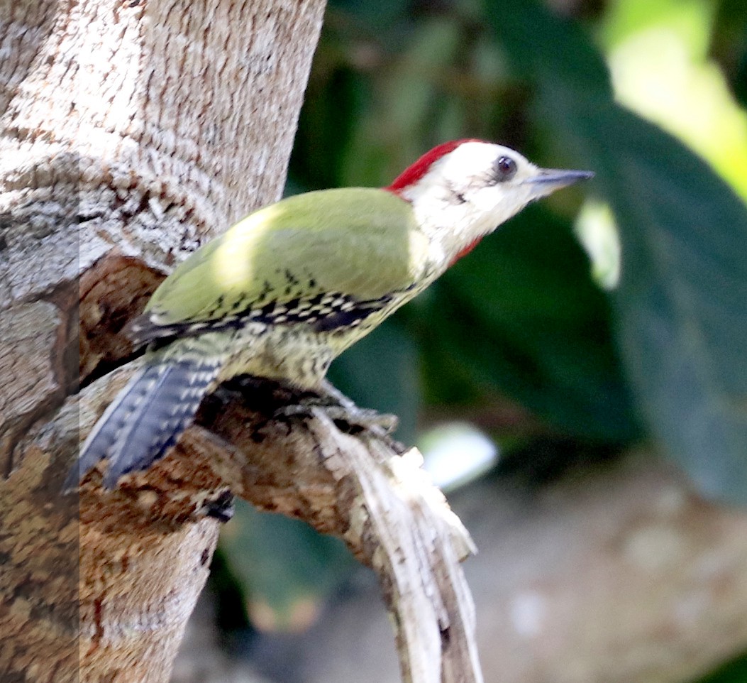 Cuban Green Woodpecker - Freddy Camara