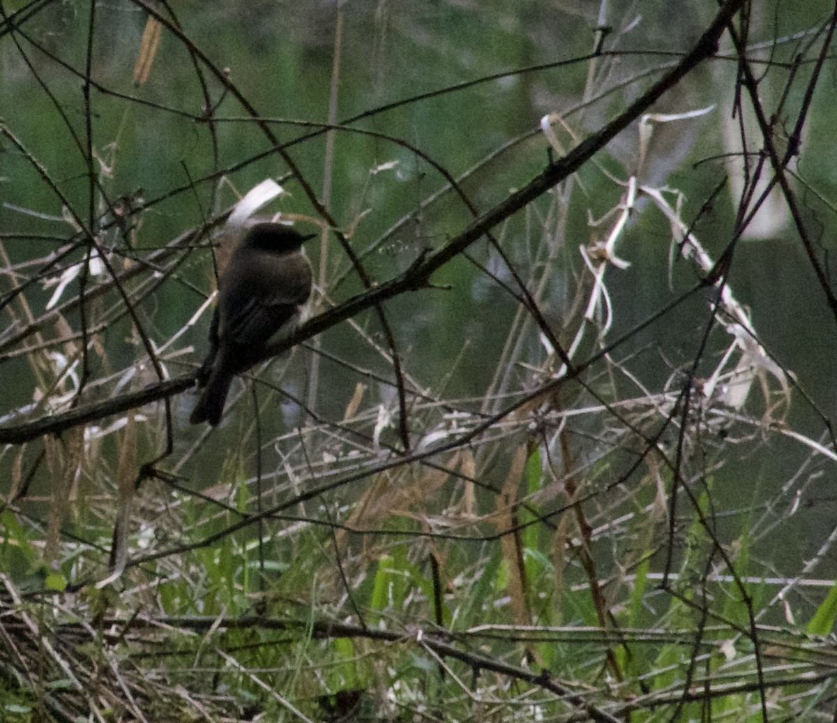 Eastern Phoebe - ML617377786