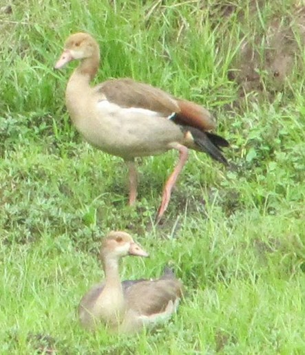 Egyptian Goose - Jeffrey C and Teresa B Freedman