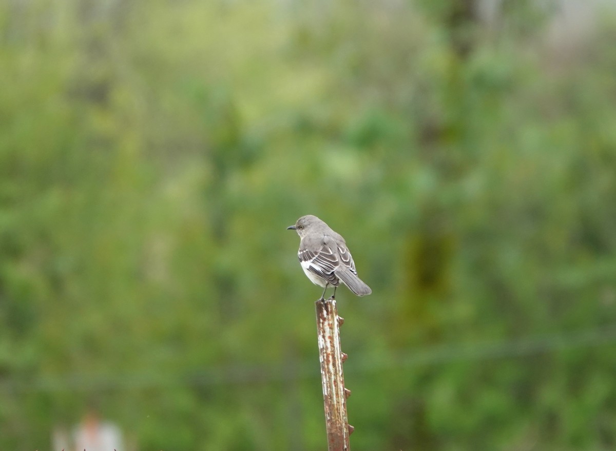 Northern Mockingbird - Roger Robb