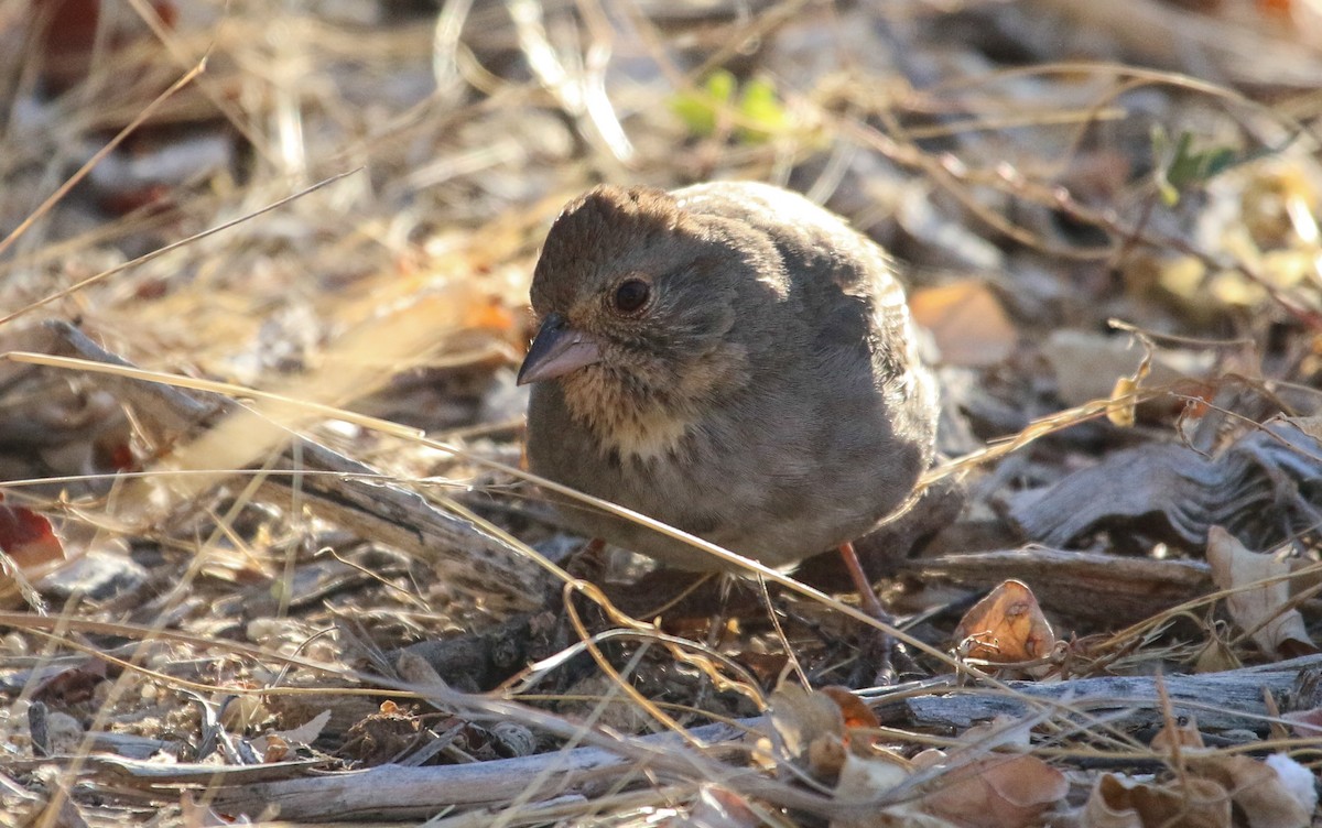 California Towhee - ML617377855