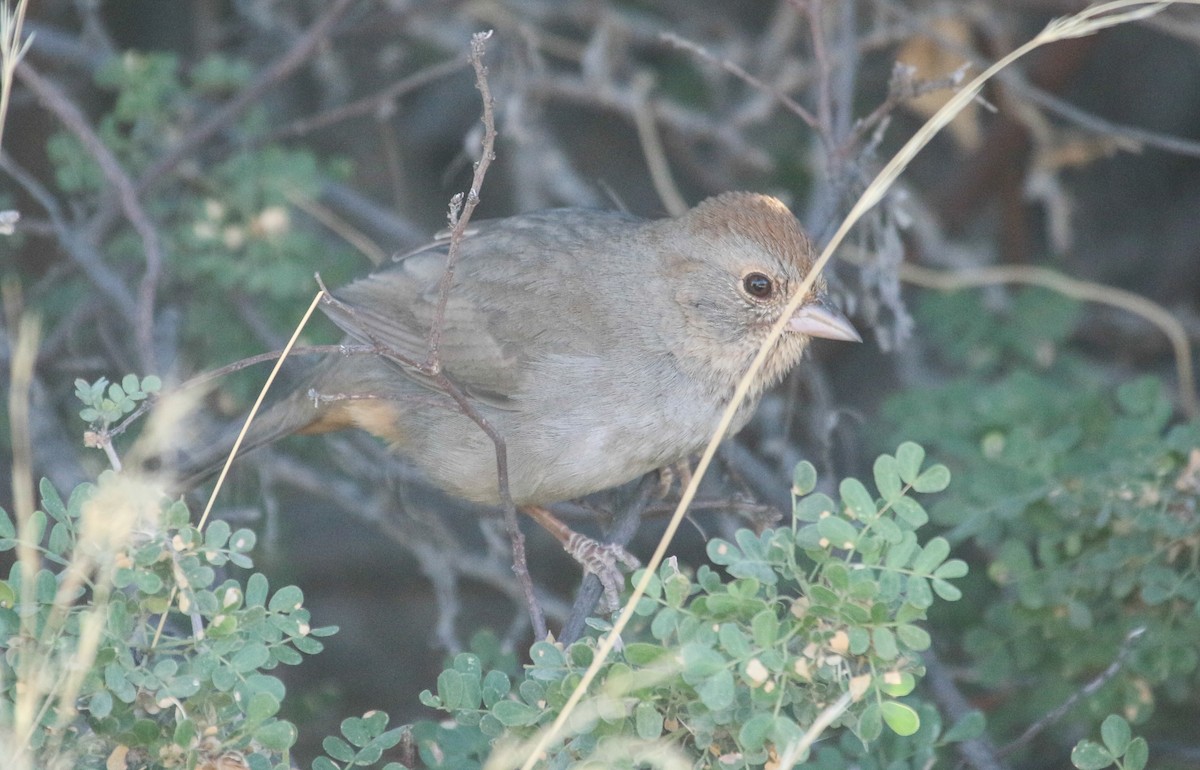 California Towhee - ML617377857