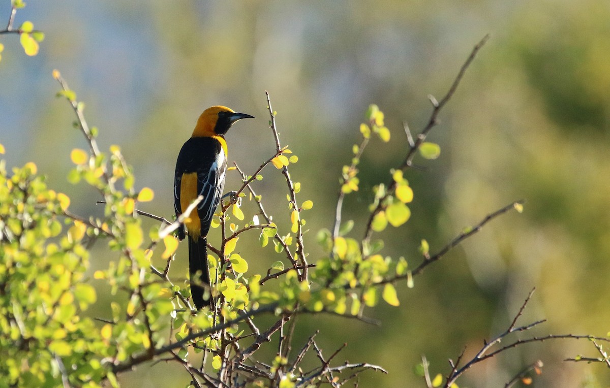 Hooded Oriole - ML617377864
