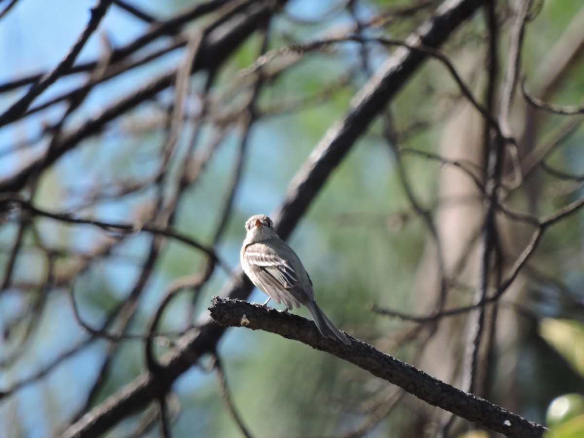 Dusky Flycatcher - Mary-Jean Payeur