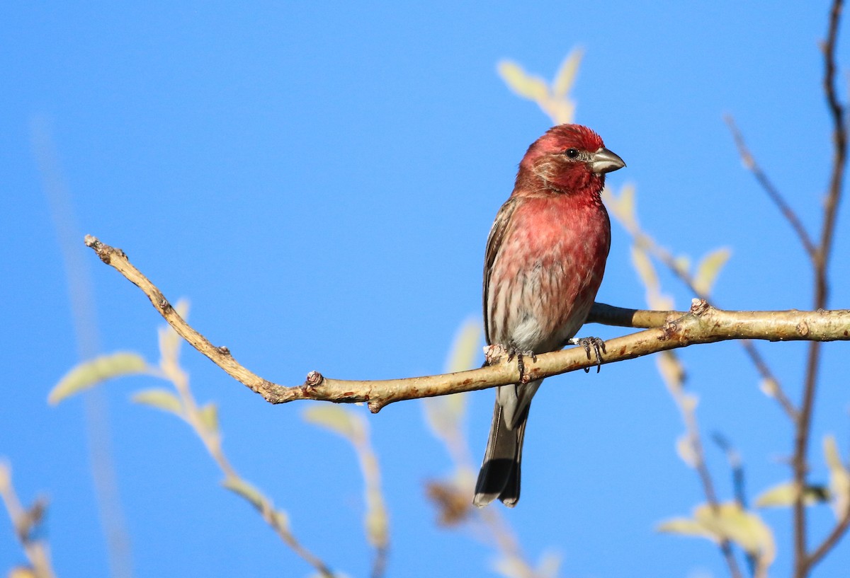 House Finch - ML617377885