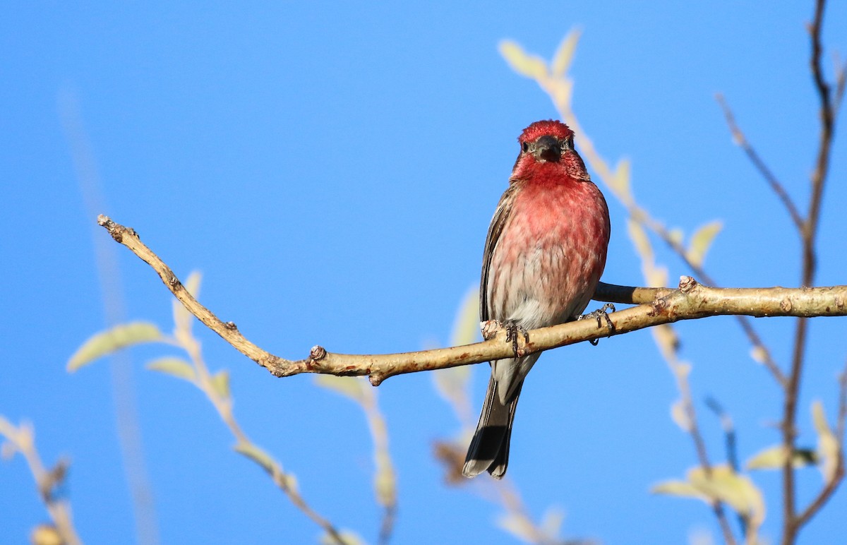 House Finch - ML617377886