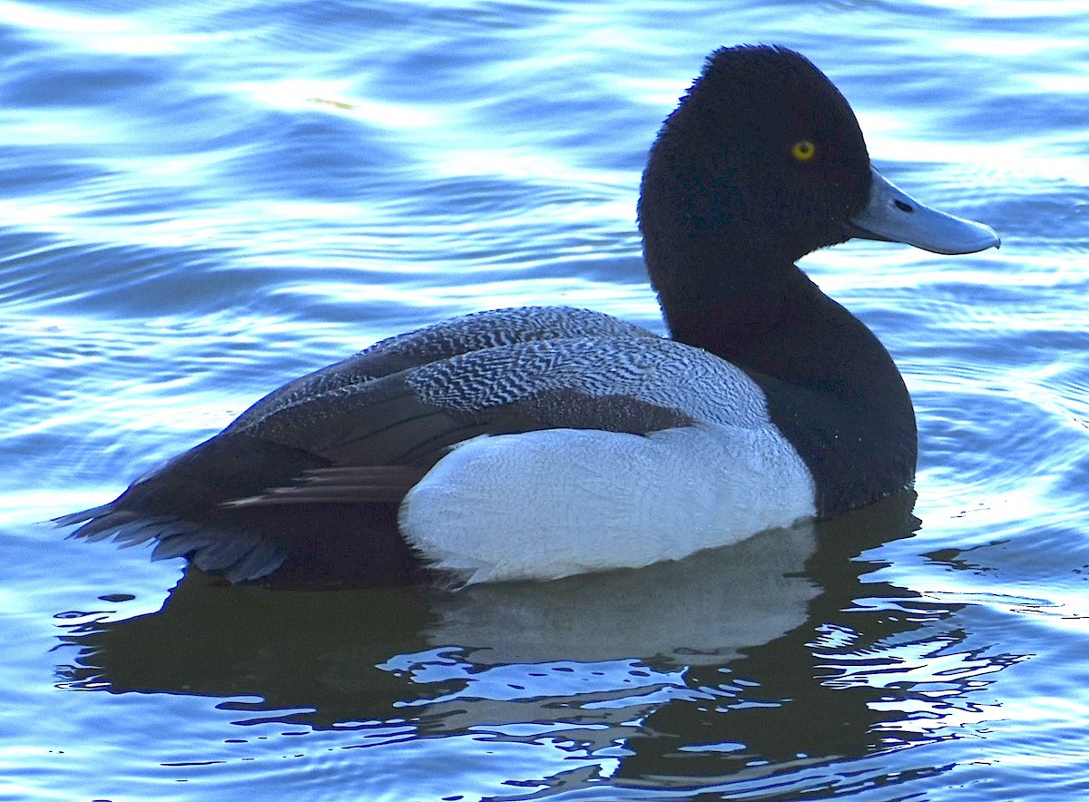 Ring-necked Duck - Dale Morrow