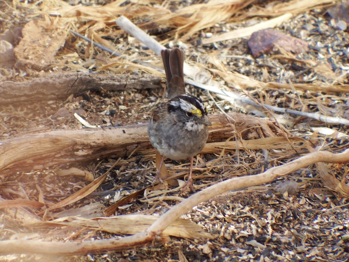 White-throated Sparrow - ML617377918