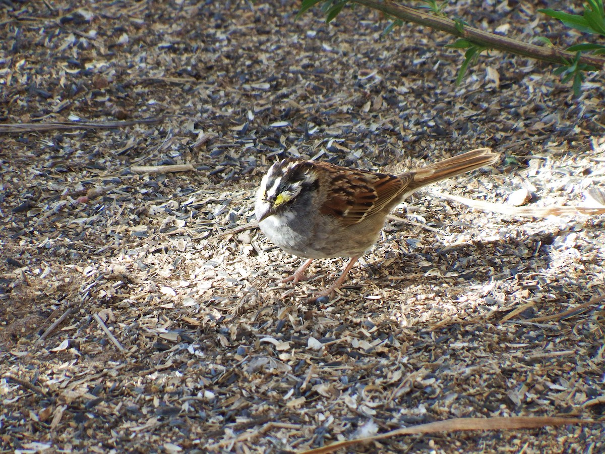 White-throated Sparrow - ML617377919