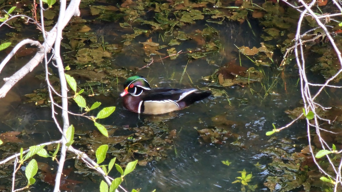 Wood Duck - ML617377920