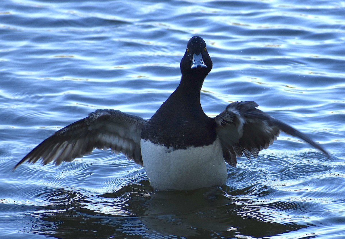 Ring-necked Duck - Dale Morrow