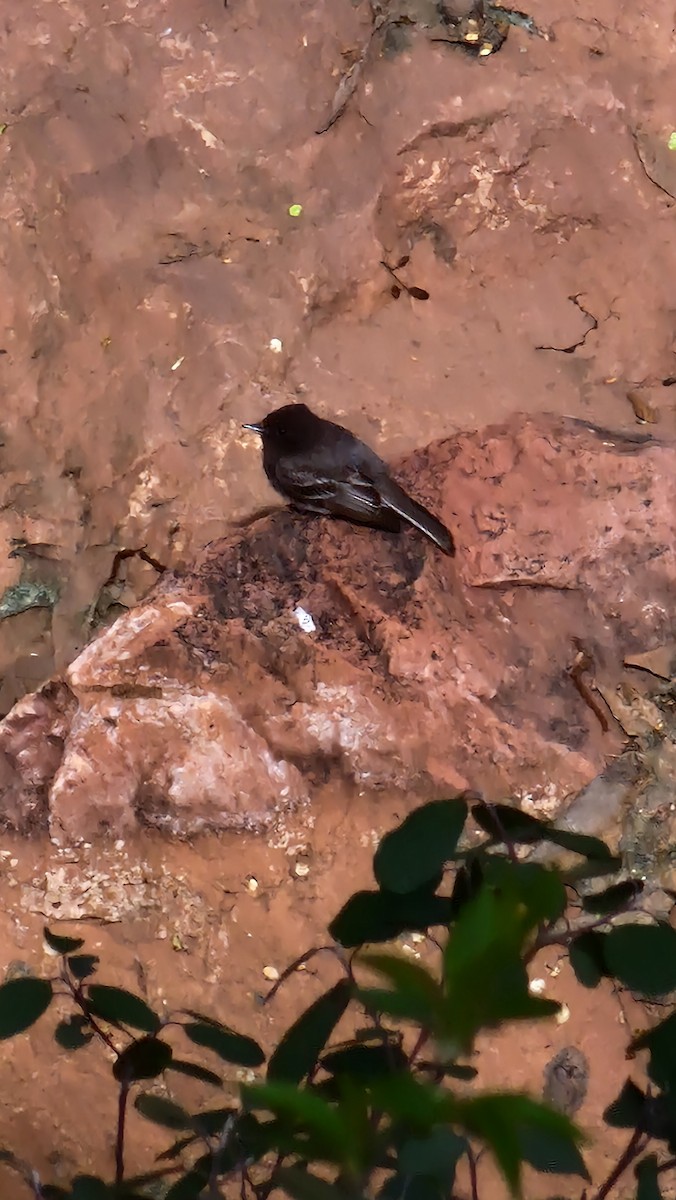 Black Phoebe - ML617377932