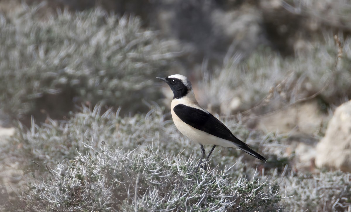 Eastern Black-eared Wheatear - ML617377938