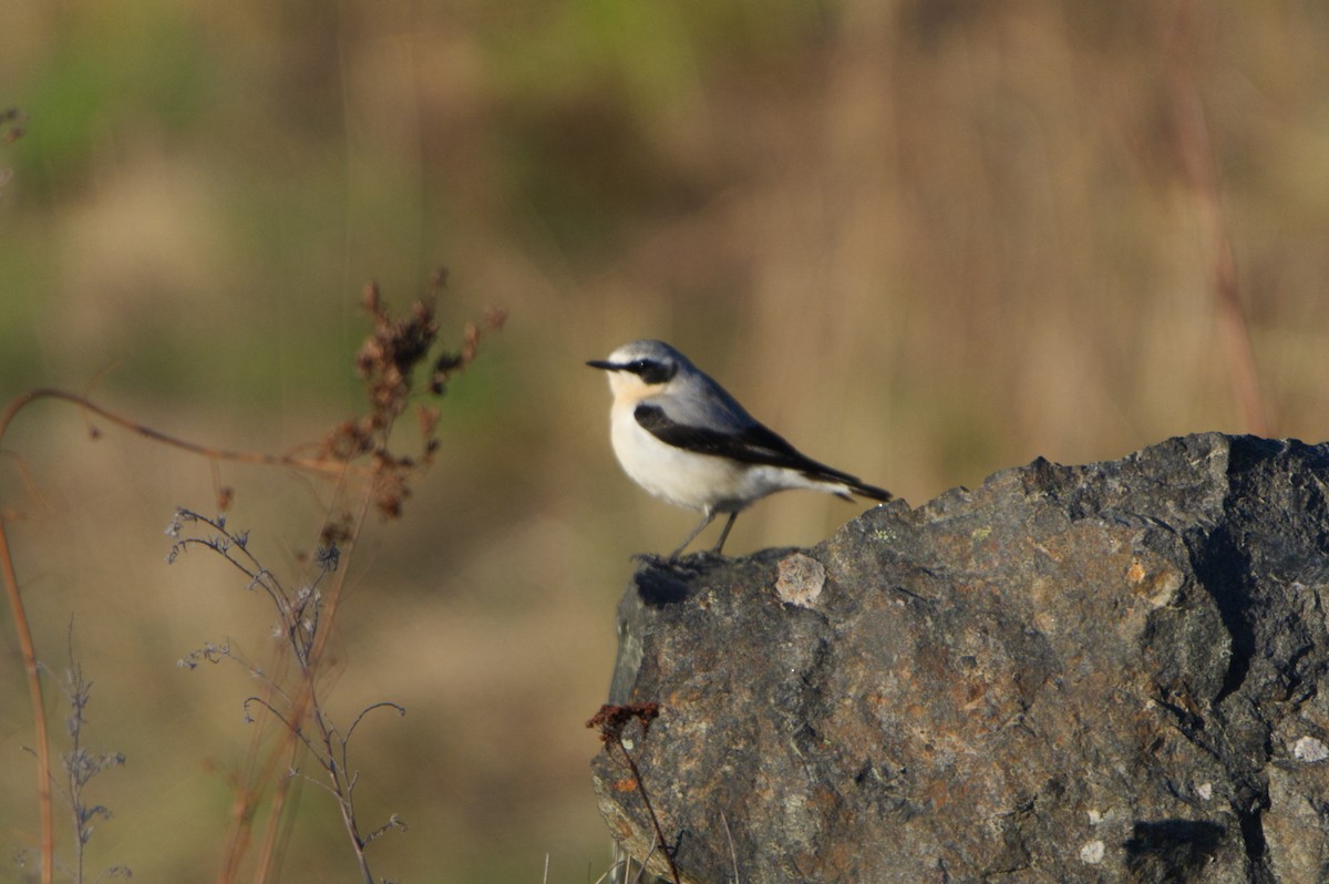 Northern Wheatear - Michael Matschiner