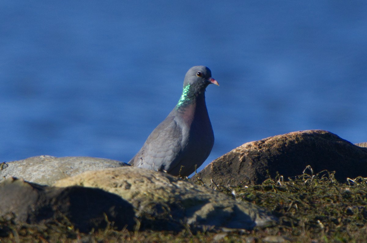 Stock Dove - Michael Matschiner