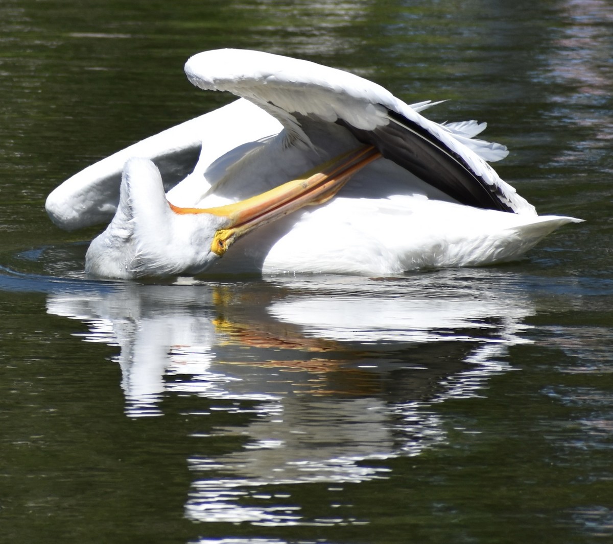 American White Pelican - Dale Morrow