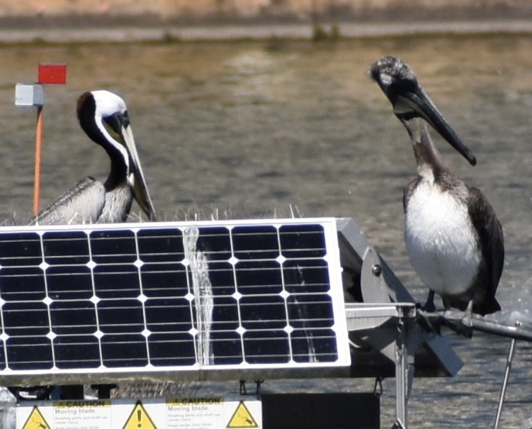 Brown Pelican - ML617378033