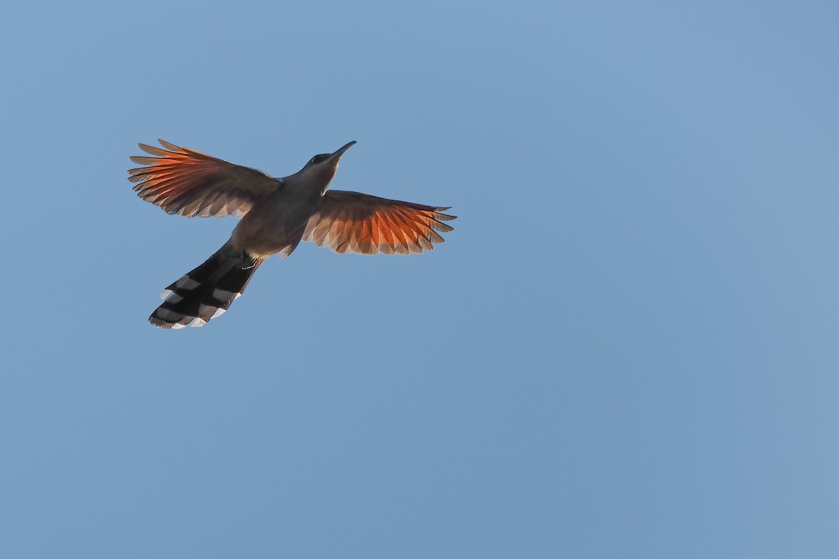 Hispaniolan Lizard-Cuckoo - Phil Chaon