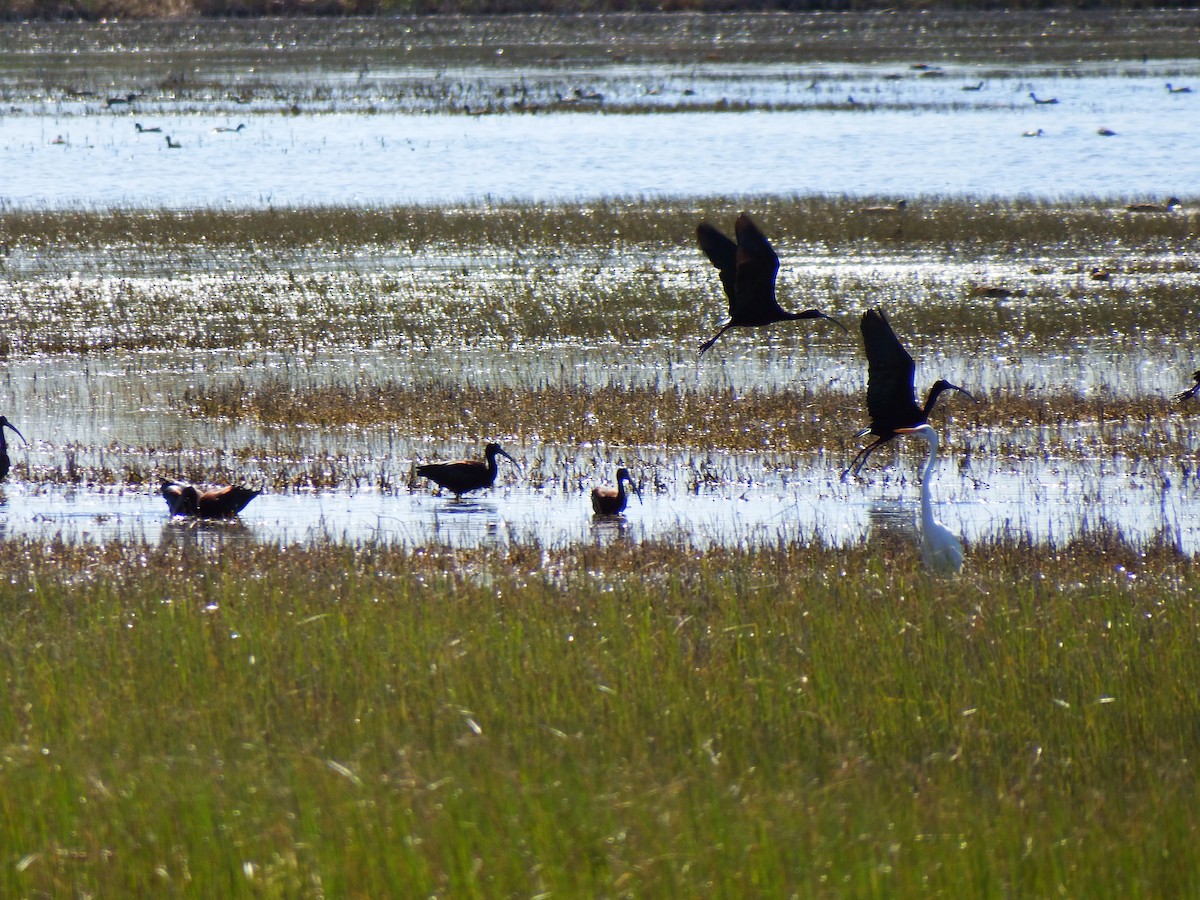 White-faced Ibis - ML617378057