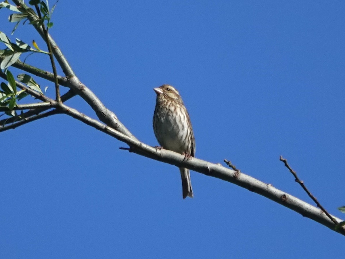 Purple Finch - ML617378070