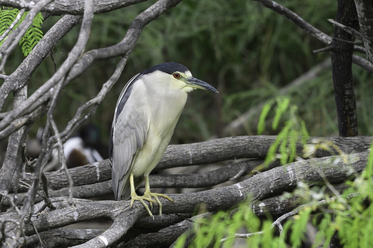 Black-crowned Night Heron - Amy Hudechek