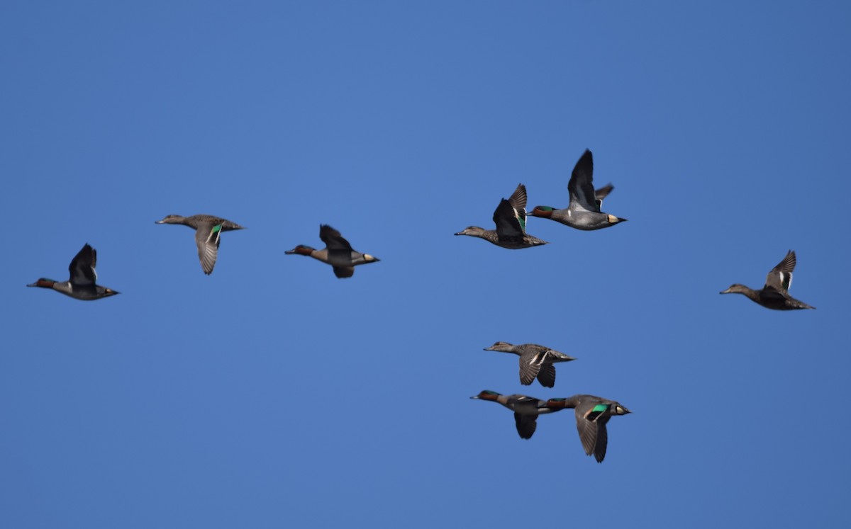 Green-winged Teal - ML617378120