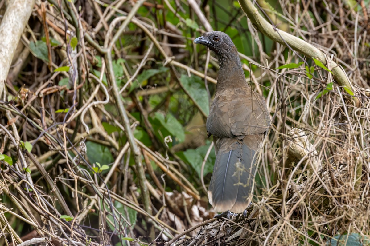 Gray-headed Chachalaca - ML617378127