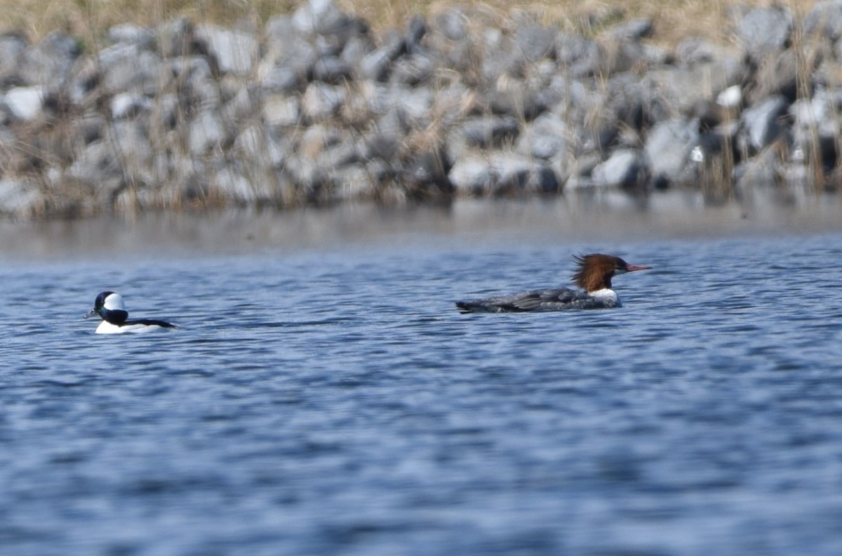 Common Merganser - ML617378141