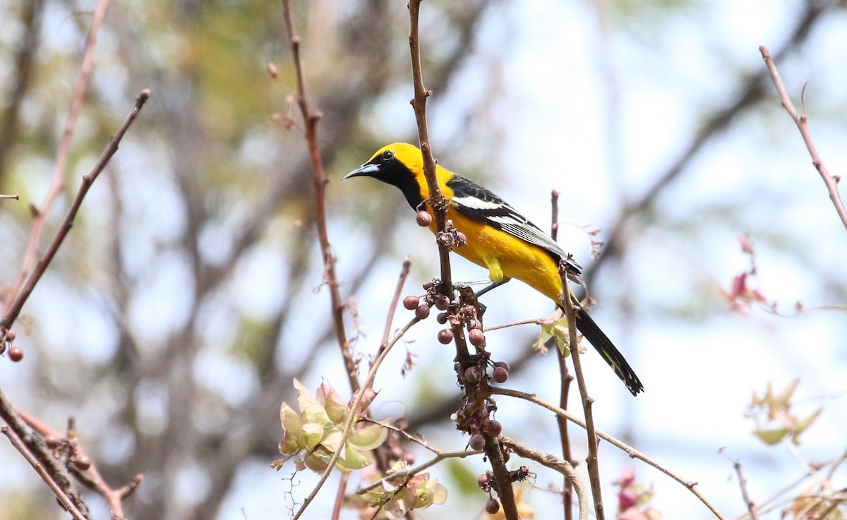 Oriole masqué - ML617378152