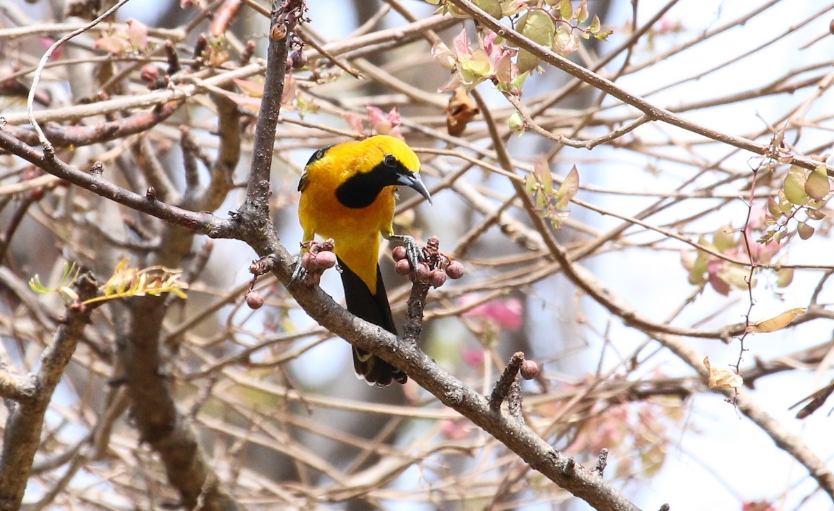 Oriole masqué - ML617378153