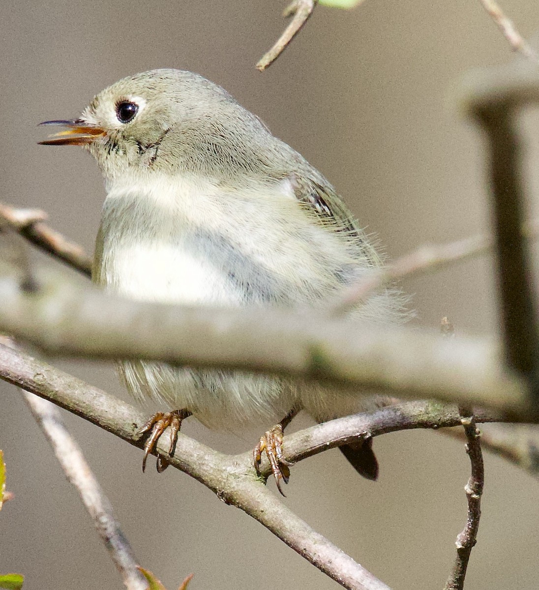 Ruby-crowned Kinglet - Michael Yellin