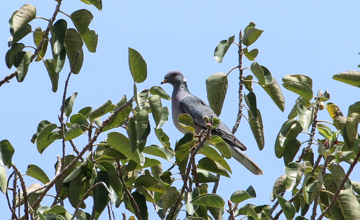 Band-tailed Pigeon (Viosca's) - Mark Dettling