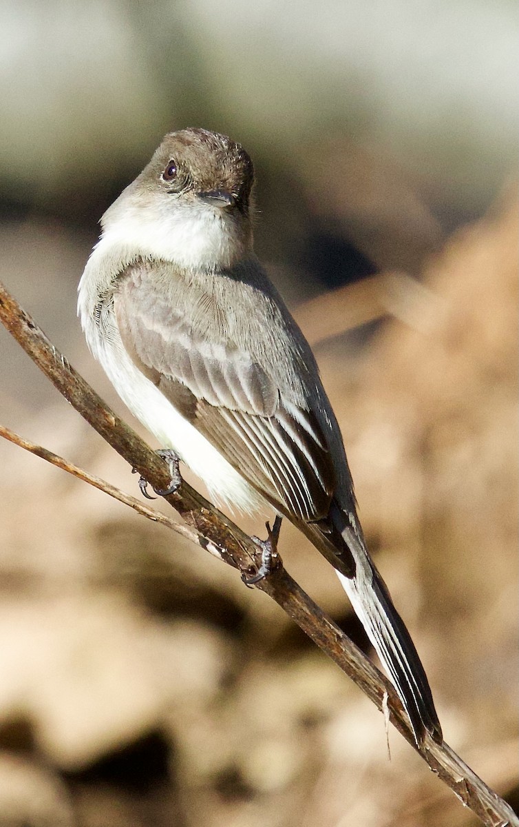 Eastern Phoebe - ML617378195