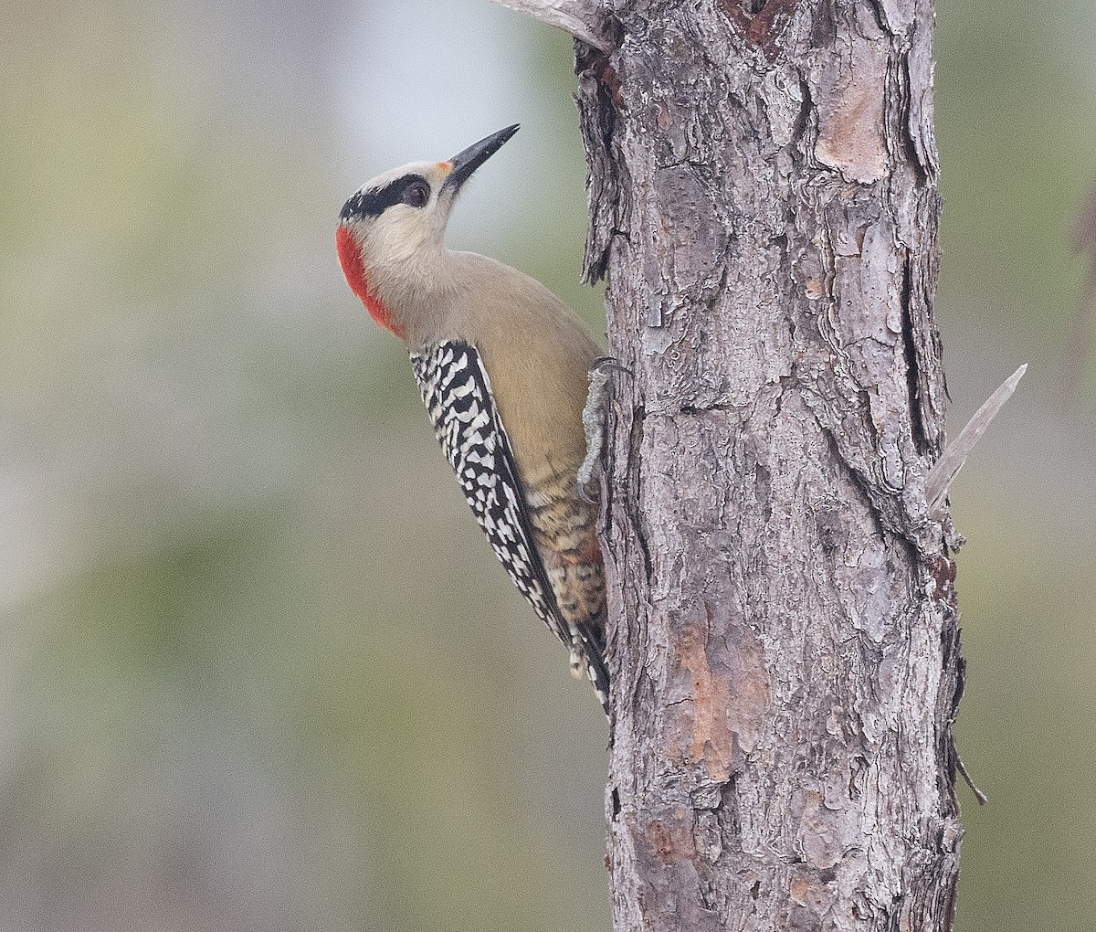 West Indian Woodpecker - Freddy Camara