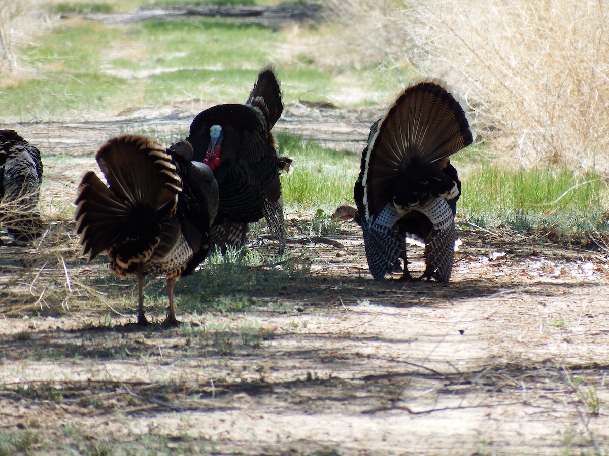 Wild Turkey - ML617378214