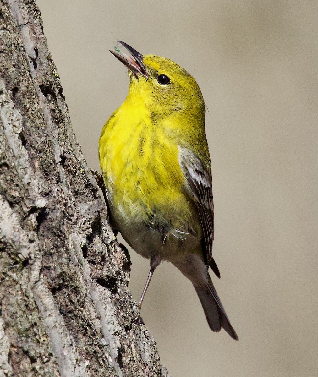 Pine Warbler - Michael Yellin