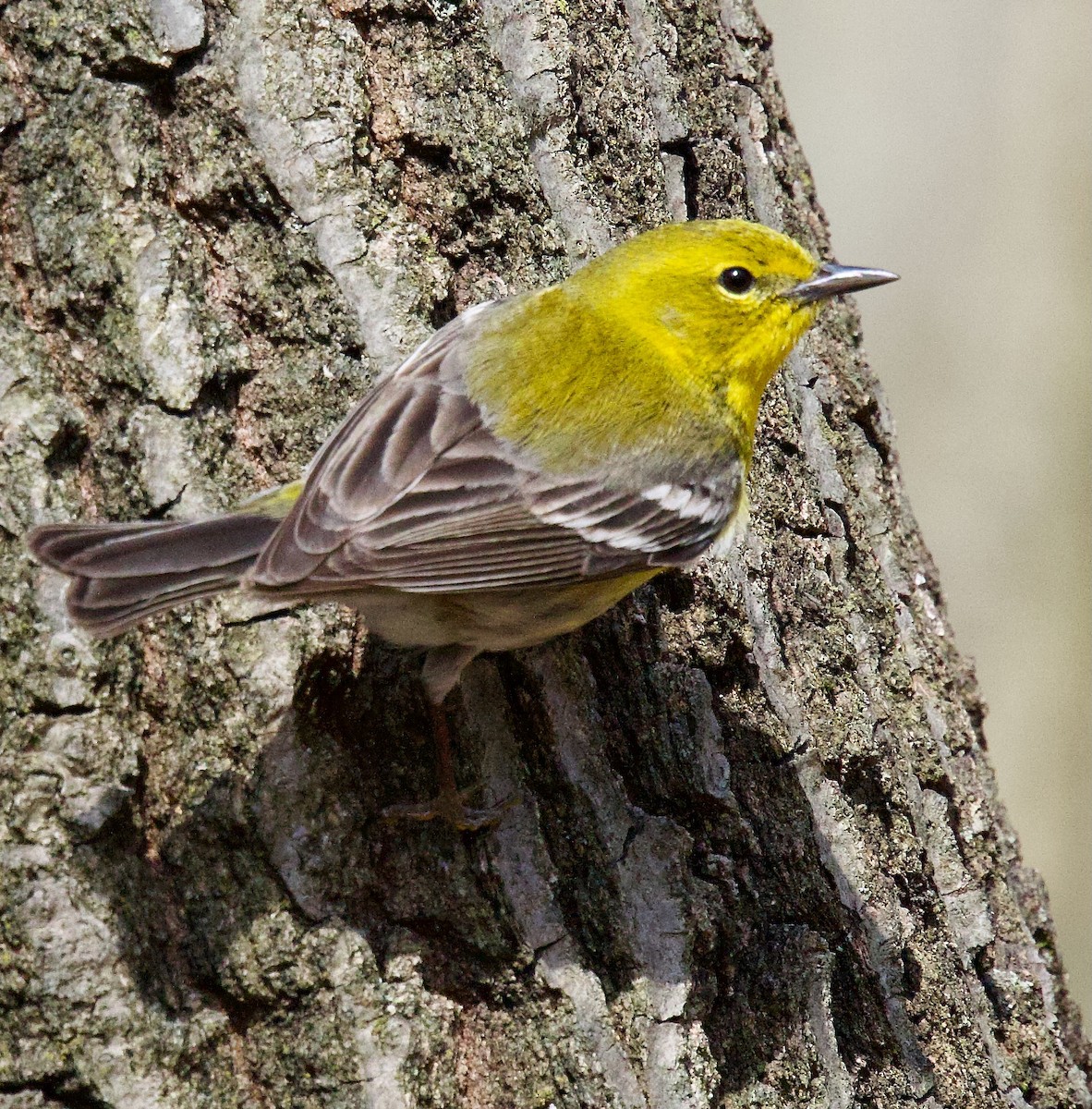 Pine Warbler - Michael Yellin