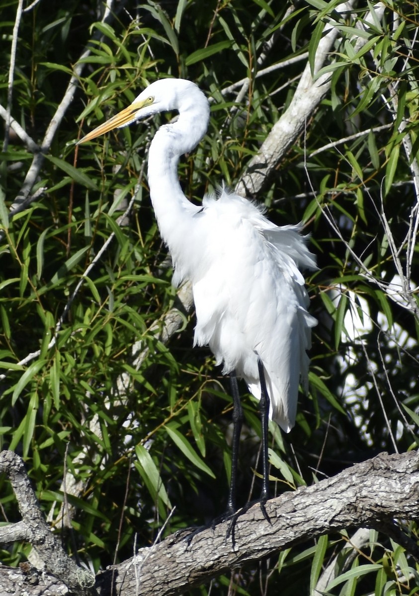 Great Egret - ML617378254