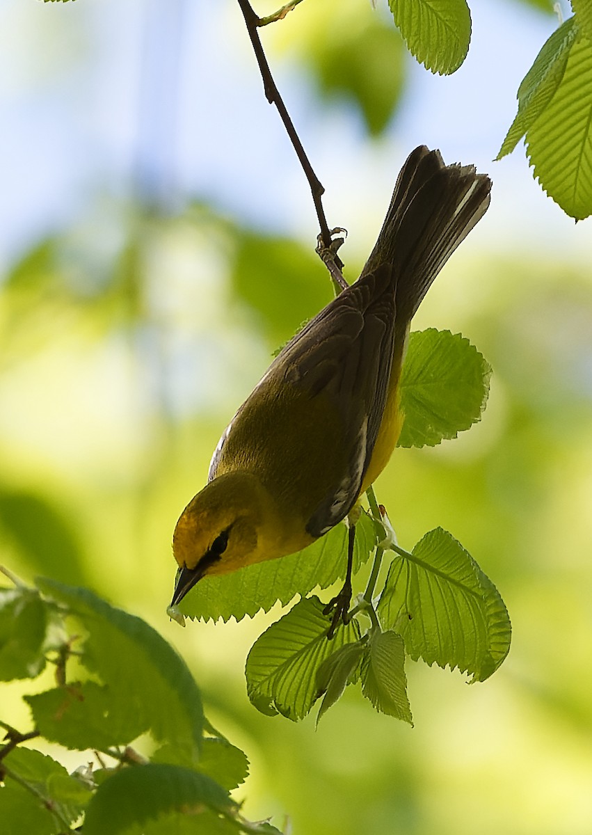 Blue-winged Warbler - ML617378264