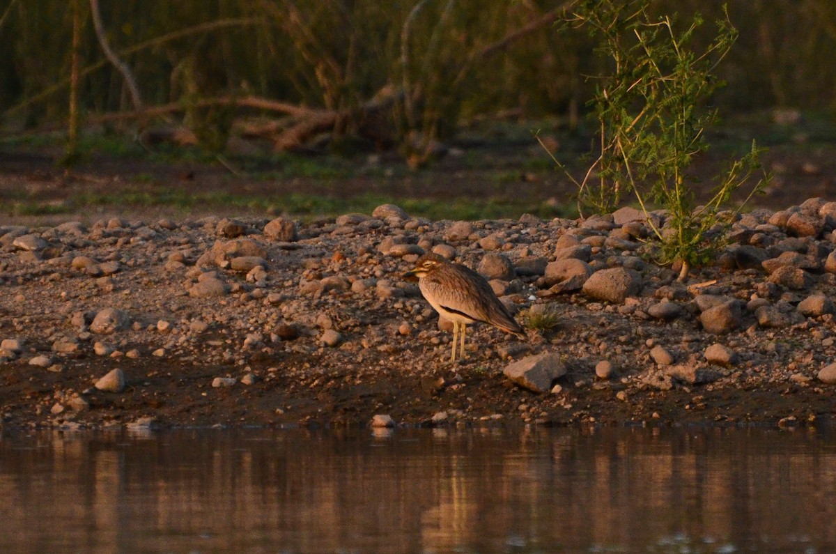 Senegal Thick-knee - ML617378274