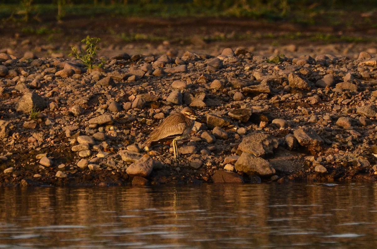 Senegal Thick-knee - ML617378275