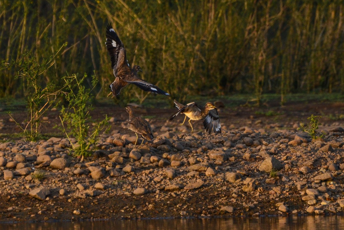 Senegal Thick-knee - ML617378276